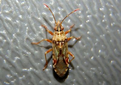 Belonochilus numenius; Sycamore Seed Bug