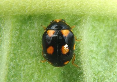 Brachiacantha ursina; Ursine Spurleg Lady Beetle