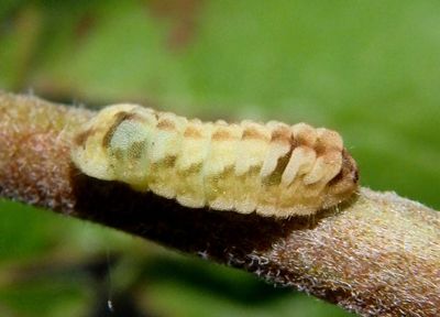 Celastrina neglecta; Summer Azure caterpillar 