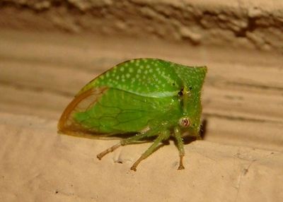 Ceresini Buffalo Treehopper species 