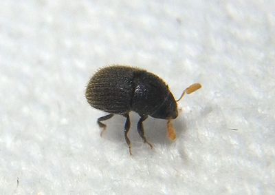 Chramesus hicoriae; Ambrosia Beetle species 