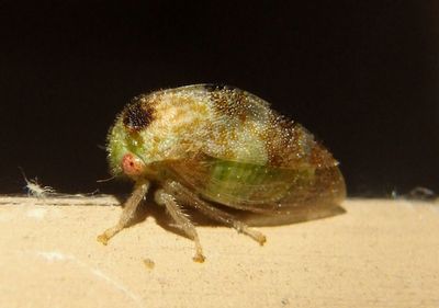 Cyrtolobus maculifrontis; Treehopper species