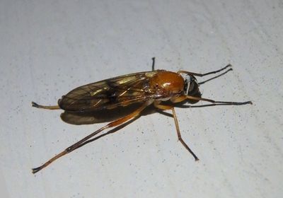 Dialysis fasciventris; Fly species