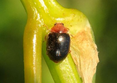 Diomus Dusky Lady Beetle species