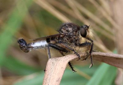 Efferia plena; Robber Fly species; male