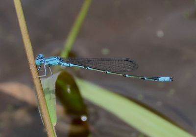 Enallagma traviatum; Slender Bluet; male