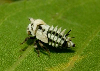 Enchenopa Treehopper species nymph