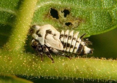 Enchenopa Treehopper species nymph 