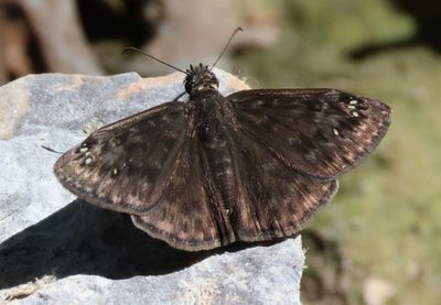 Erynnis horatius; Horace's Duskywing; male 