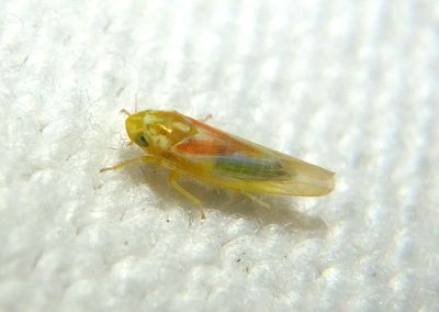 Erythridula Leafhopper species