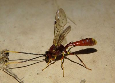 Exyston Ichneumon Wasp species; male