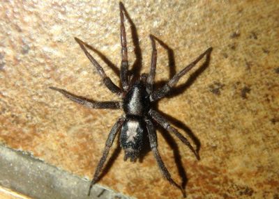 Herpyllus ecclesiasticus; Eastern Parson Spider
