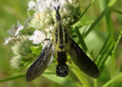 Lepidophora lutea; Bee Fly species