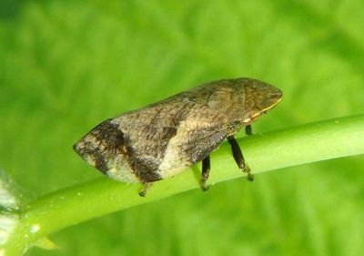 Lepyronia quadrangularis; Diamondback Spittlebug