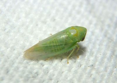 Macropsis fumipennis; Honeylocust Leafhopper