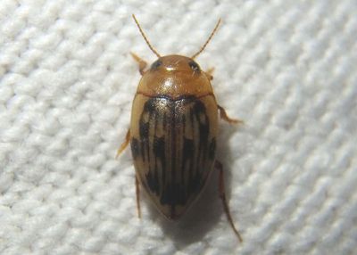 Neoporus dimidiatus; Predaceous Diving Beetle species