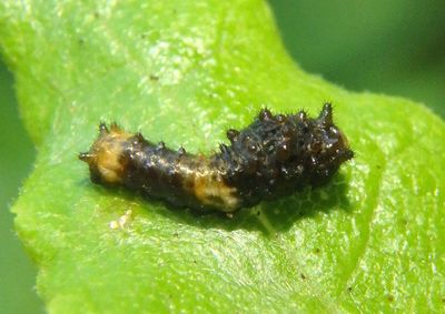 Papilio cresphontes; Eastern Giant Swallowtail caterpillar; early instar