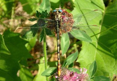 Phanogomphus militaris; Sulphur-tipped Clubtail; male 