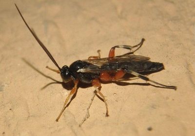 Pipmla Ichneumon Wasp species; male