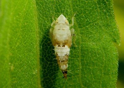 Scaphoideus titanus; Vine Leafhopper nymph