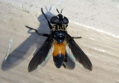 Trichopoda pennipes; Feather-legged Fly species; female