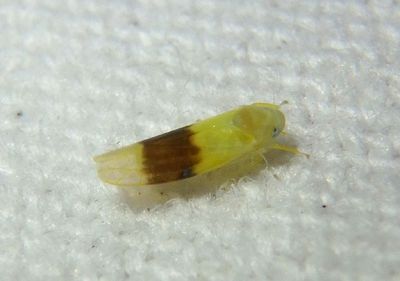 Typhlocyba transviridis; Leafhopper species