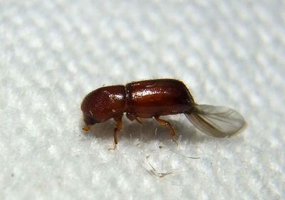 Xyleborus Bark Beetle species