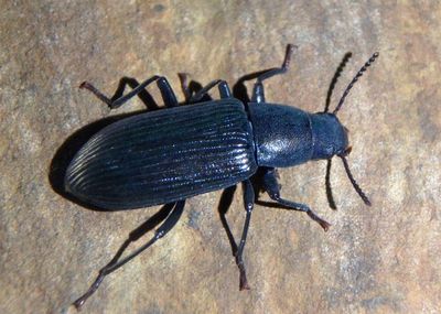Xylopinus saperdioides; Darkling Beetle species