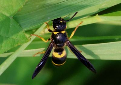 Ancistrocerus spinolae; Mason Wasp species; female