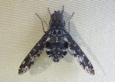 Anthrax irroratus; Bee Fly species
