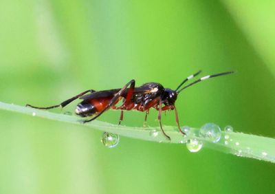 Aritranis director; Ichneumon wasp species; male 