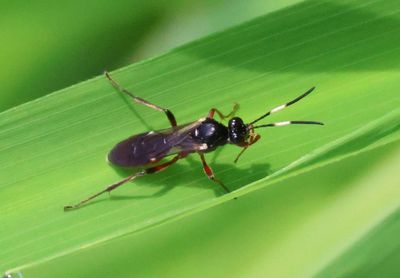 Aritranis director; Ichneumon wasp species; male