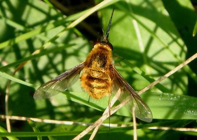 Bombylius Bee Fly species