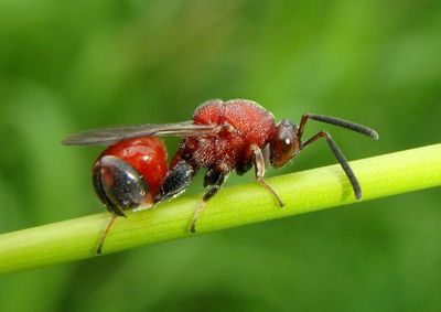 Chalcidinae Chalcid Wasp species