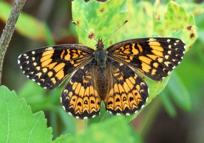 Chlosyne gorgone; Gorgone Checkerspot