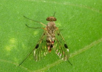 Chrysopilus modestus; Snipe Fly species; female
