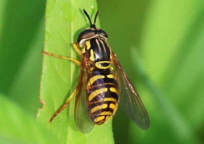 Chrysotoxum Syrphid Fly species; female