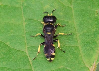 Ectemnius continuus; Square-headed Wasp species