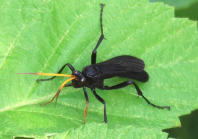 Gnamptopelta obsidianator; Ichneumon Wasp species