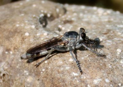 Stichopogon trifasciatus; Three-banded Robber Fly