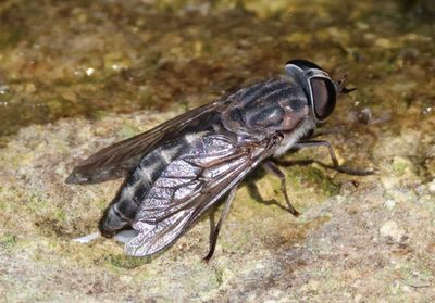 Tabanus fairchildi; Horse Fly species; female