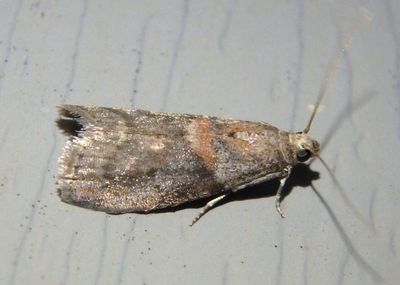 5661 - Acrobasis juglandis; Pyralid Moth species