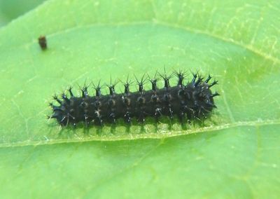 7767 - Hyalophora cecropia; Cecropia Moth caterpillar; first instar