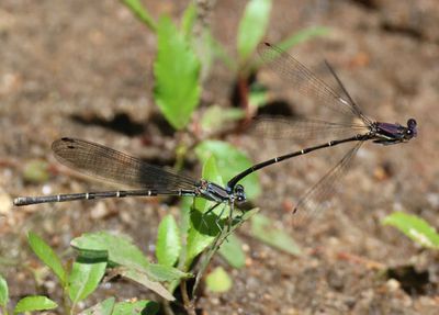 Argia tibialis; Blue-tipped Dancer pair
