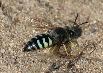 Bembicina Sand Wasp species