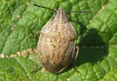 Coenus delius; Stink Bug species