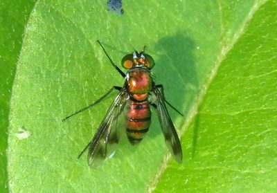 Condylostylus patibulatus; Long-legged Fly species