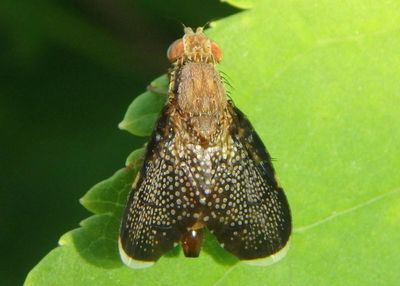 Eutreta noveboracensis; Fruit Fly species; female