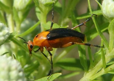 Macrosiagon limbata; Wedge-shaped Beetle species; female