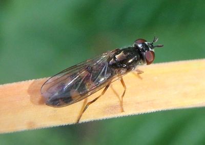 Melanostoma mellinum; Syrphid Fly species; female 